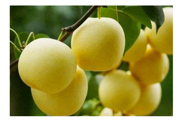 在栽種梨樹的日常管理中，注意保持果實的膨